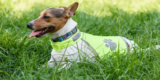 What Are the Most Popular Outdoor Pet Safety Products?